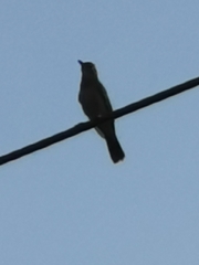 Cercotrichas galactotes