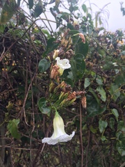 Ipomoea corymbosa