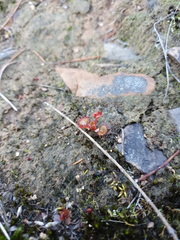 Drosera monticola