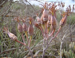 Cotyledon orbiculata orbiculata