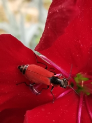 Malachius coccineus