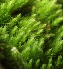 Philonotis scabrifolia