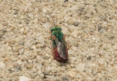 Parnopes grandior