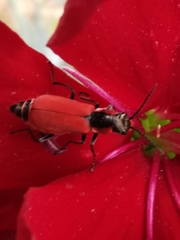 Malachius coccineus