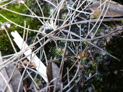Drosera monticola