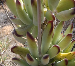 Cotyledon orbiculata orbiculata