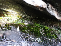 Philonotis scabrifolia