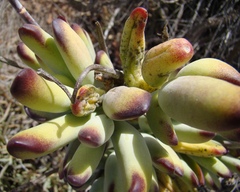 Cotyledon orbiculata orbiculata
