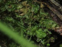 Ceramanus clatritexta