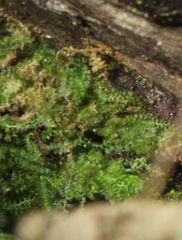 Ceramanus clatritexta