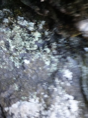 Coenogonium implexum