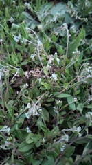 Trigonotis peduncularis