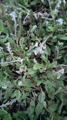 Trigonotis peduncularis