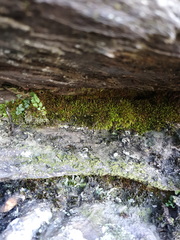 Ceramanus clatritexta