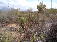 Cotyledon orbiculata orbiculata