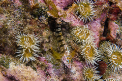 Notoclinops segmentatus
