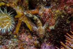Cryptic Triplefin photo 2