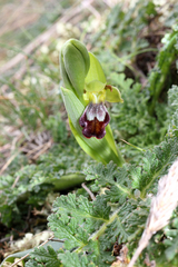 Ophrys vasconica