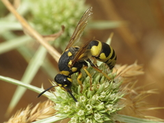 Euodynerus fastidiosus