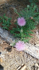 Cirsium repandum