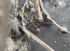 Formica cinerea