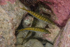 Trachurus