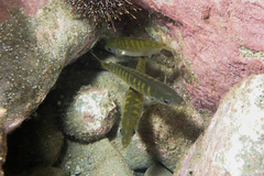 Trachurus