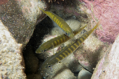 Trachurus