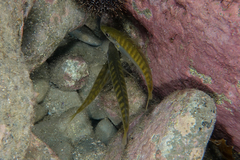 Trachurus