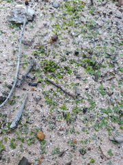 Riccia crassa
