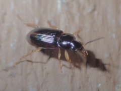 Stenolophus ochropezus