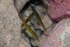 Trachurus