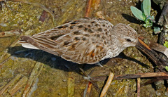 Calidris fuscicollis
