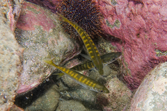 Trachurus