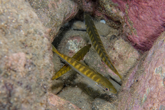 Trachurus