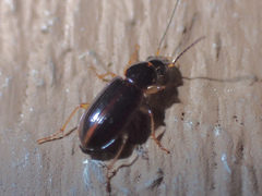 Stenolophus ochropezus
