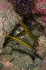 Trachurus