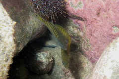 Trachurus