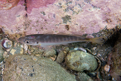 Trachurus