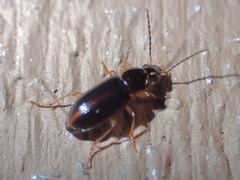Stenolophus ochropezus