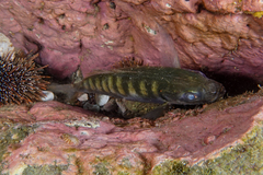 Trachurus