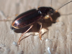 Stenolophus ochropezus