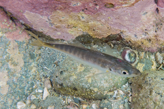 Trachurus