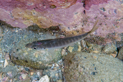 Trachurus