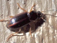 Stenolophus ochropezus