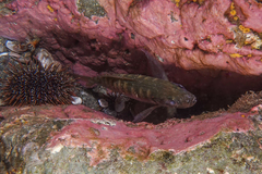 Trachurus