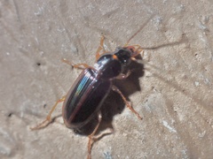 Stenolophus ochropezus