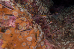 Forsterygion maryannae