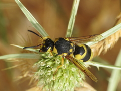 Euodynerus fastidiosus