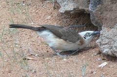 Turdoides gymnogenys